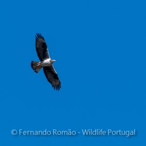 Bonelli's Eagle (Aquila fasciata)