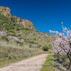 Almond-trees blooming