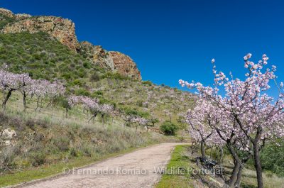 Almond-trees blooming