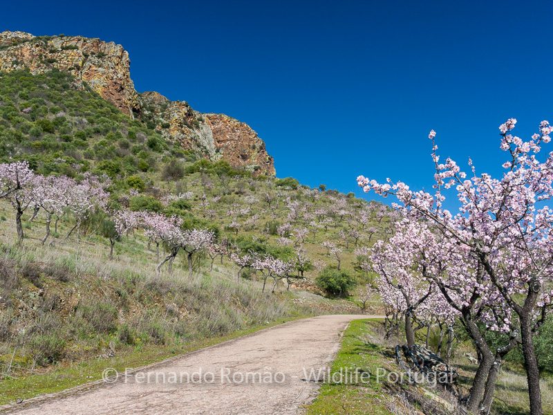 Almond-trees blooming