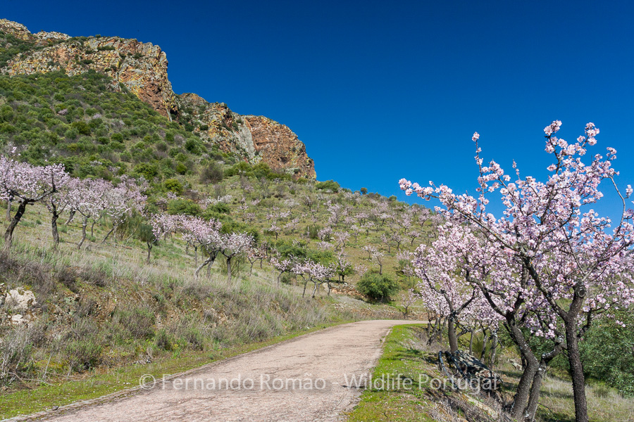 Almond-trees blooming