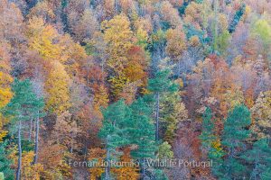 Mixed forest at Estrela Mountain