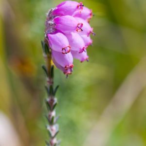 Cross-leaved Heath (Erica tetralix)