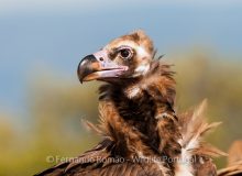 Black Vulture