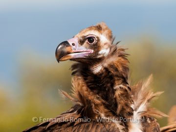 Black Vulture