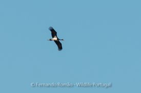 Birdwatching Black Stork