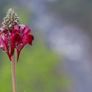 Linaria aeruginea aeruginea