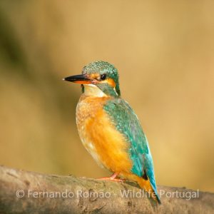 Nature Tours & Wildlife Photography