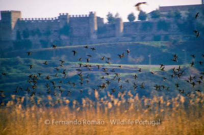 Teal flying over Taipal wetland