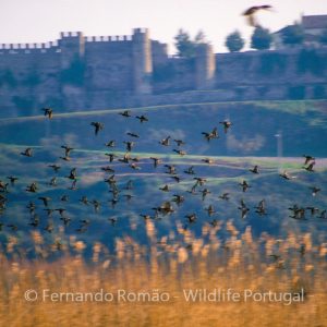 Nature Tours & Wildlife Photography