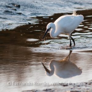 Nature Tours & Wildlife Photography