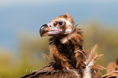 Black Vulture (Aegypius monachus)