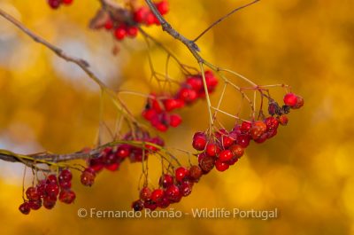 Rowan (Sorbus aucuparia)