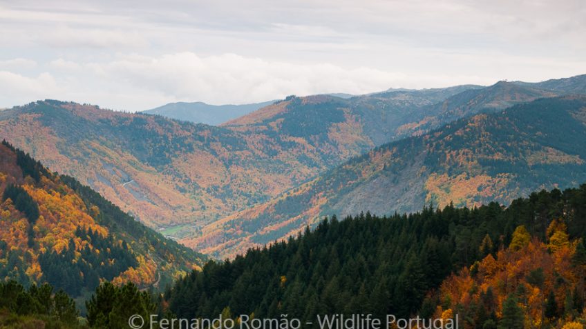 Autumn landscape at Estrela Mountain