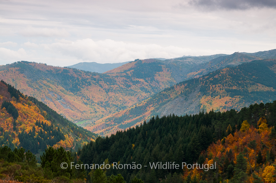 Autumn landscape at Estrela Mountain
