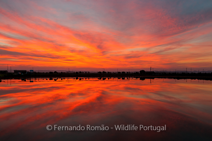 Mondego Estuary