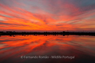 Mondego Estuary