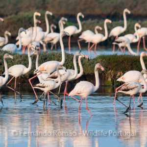 Flamingos