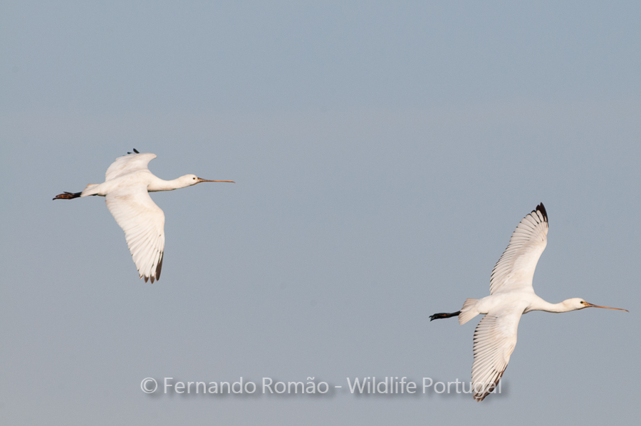 Spoonbill