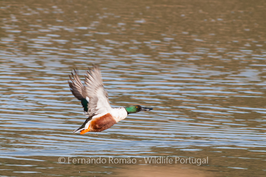 Shoveler (Anas clypeata)