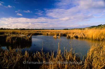 Taipal wetland Taipal wetland