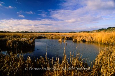 Taipal wetland