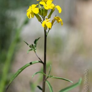 Erysimum merxmuelleri