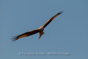 Red Kite