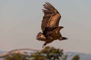 Griffon Vulture