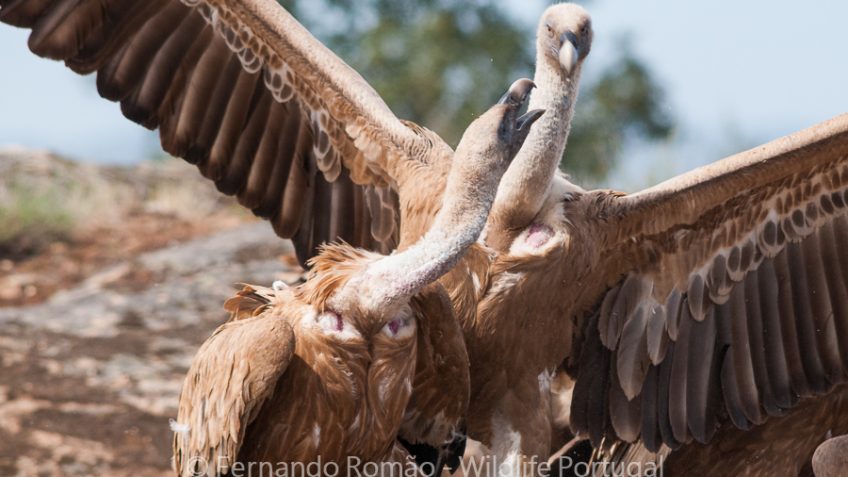 Hide for vultures