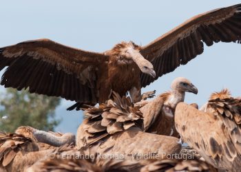 Birdwatching Griffon Vulture