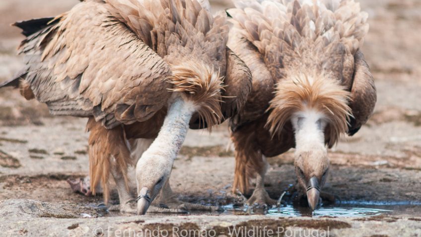 Griffon Vulture (Gyps fulvus)