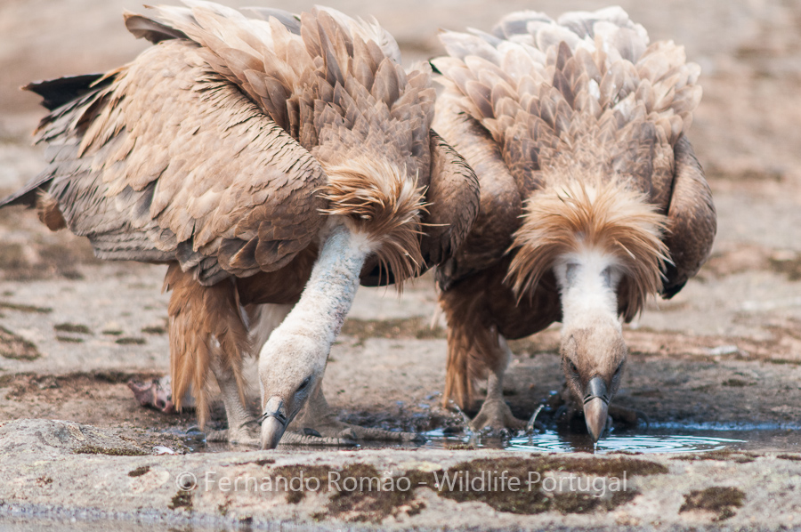 Griffon Vulture (Gyps fulvus) Griffon Vulture (Gyps fulvus)