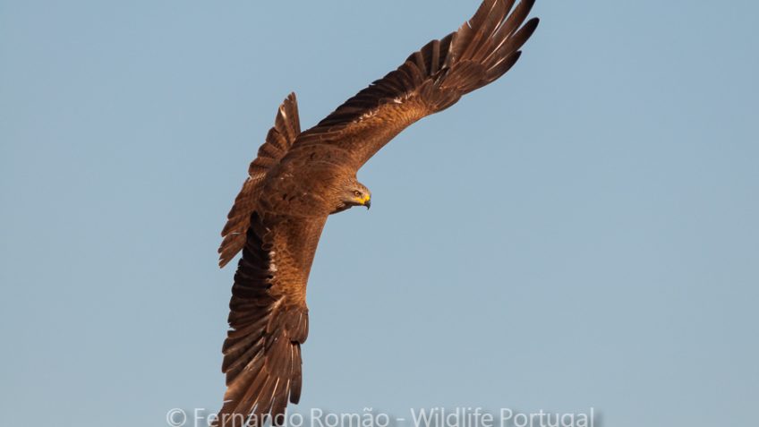 Black Kite at the vulture hide