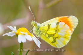 Moroccan Orange Tip