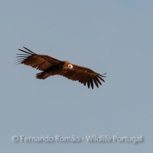 Black Vulture