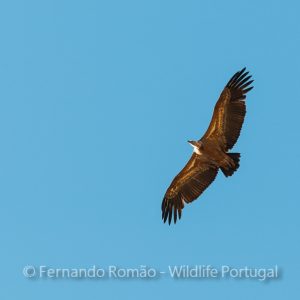 Nature Tours & Wildlife Photography