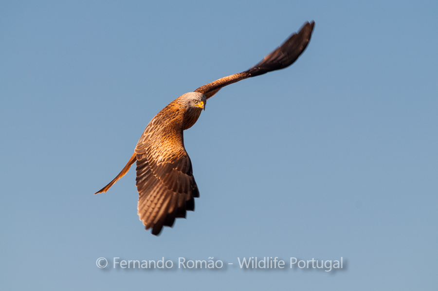 Red Kite