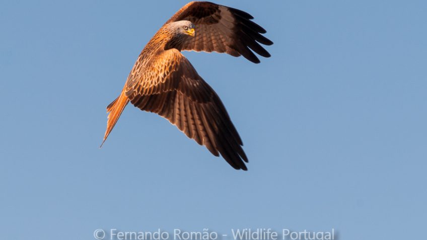 Red Kite