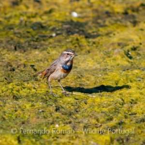 Bluethroat (Luscinia svecica cyanecula)