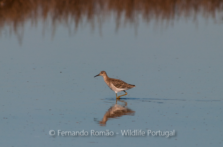 Ruff (Philomachus pugnax)