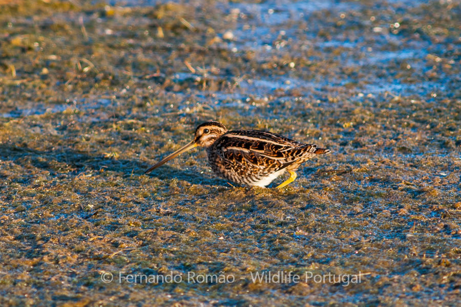 Snipe (Gallinago gallinago)