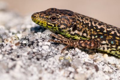 Iberian Rock Lizard (Iberolacerta monticola)