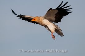 Egyptian Vulture (Neophron percnopterus)