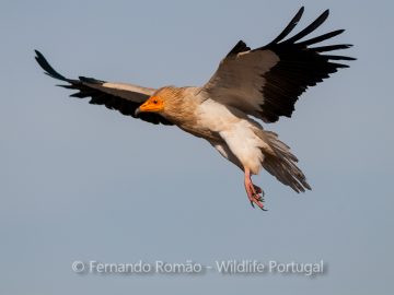 Egyptian Vulture