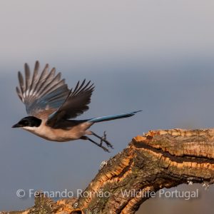 Iberian Magpie (Cyanopica cooki)