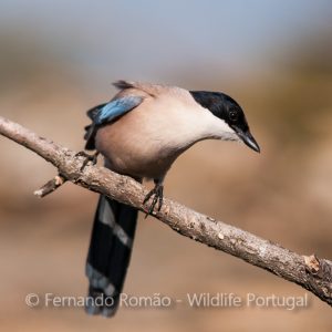 Iberian Magpie (Cyanopica cooki)