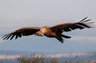 Griffon Vulture (Gyps fulvus)