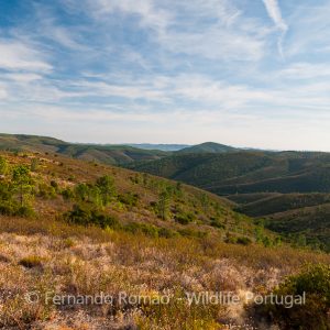 Nature Tours & Wildlife Photography