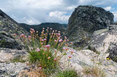 Armeria sampaioi